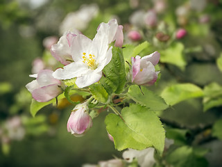 Image showing apple blossom