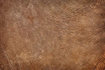 Image showing Skin of young elephant - natural background