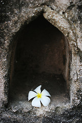 Image showing White fragapani flower