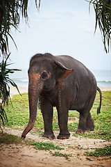 Image showing Young elephant on the beach