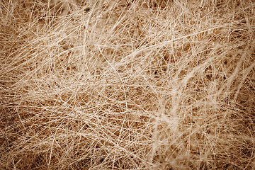 Image showing Coconut fiber - material for making ropes and mats