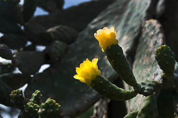 Image showing Two flowers of Succulents.