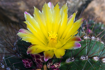 Image showing Flower of Echinocactus.