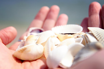 Image showing Scallop