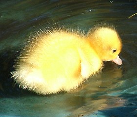 Image showing Baby Duck