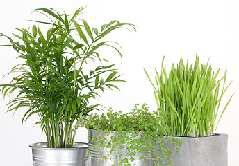 Image showing Beautiful green plants in pots