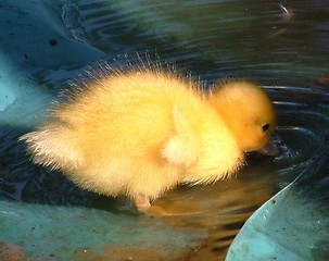 Image showing Baby Duck Drinking