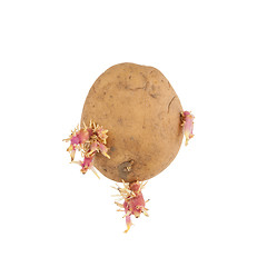 Image showing Isolated old potatoes