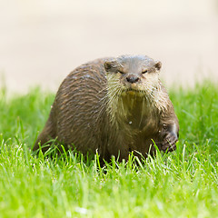 Image showing Wet otter is standing in the green grass