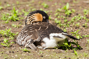 Image showing Red-breasted Goose sleeping