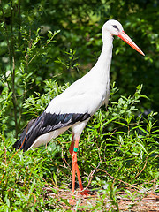 Image showing Adult stork in its natural habitat