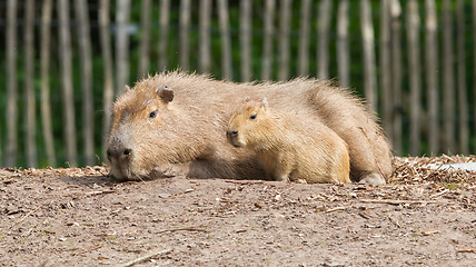 Image showing Close up of a Capybara and a baby