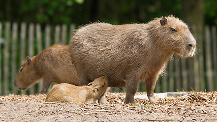 Image showing Close up of a Capybara and a baby