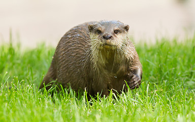 Image showing Wet otter is standing in the green grass