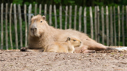 Image showing Close up of a Capybara and a baby