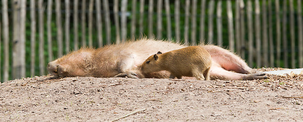 Image showing Close up of a Capybara and a baby