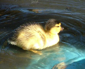 Image showing Baby Duck Swimming