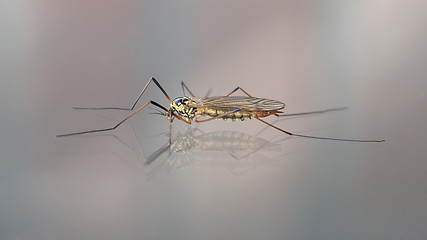 Image showing Crane fly also known as Daddy Long Legs
