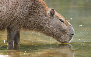 Image showing Capybara drinking at a pond