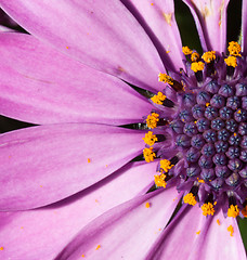 Image showing Close-up of a purple flower