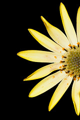 Image showing Yellow flower isolated