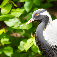 Image showing Adult demoiselle Crane