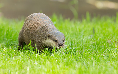 Image showing Wet otter is standing in the green grass