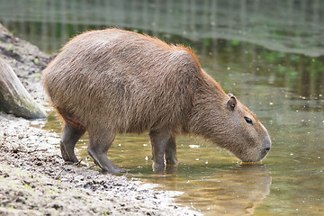 Image showing Capybara drinking at a pond