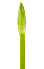 Image showing green stem unopened flower