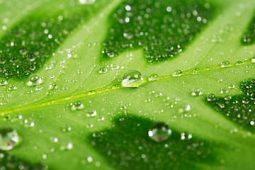 Image showing Green leaf with water drops