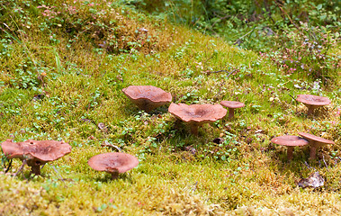 Image showing group of magic mushrooms on moss in scenic forest background