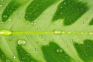 Image showing green leaf and water drop