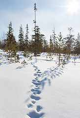 Image showing Footprints in the snow in winter forest