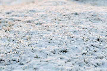 Image showing abstract natural background with dry grass in snow