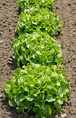 Image showing Lettuce