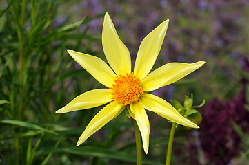 Image showing Dahlia, variety Honka