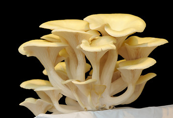 Image showing Pleurotus cornucopiae