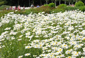 Image showing White daisy flowers on the meadow.