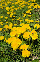 Image showing flowering dandelions