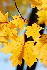 Image showing Bright autumn leaves