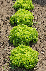 Image showing Lettuce