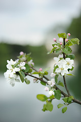 Image showing Branch of blossoming apple above the lake