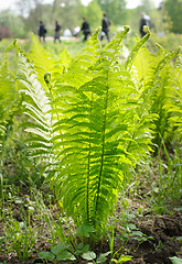 Image showing young ostrich fern