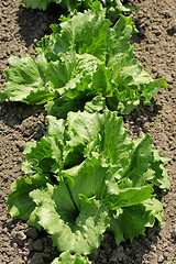 Image showing Lettuce