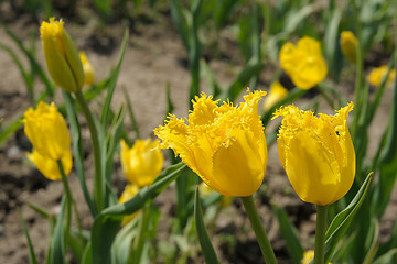 Image showing Flowering tulips