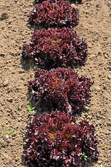 Image showing Lettuce