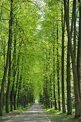 Image showing Alley in the park