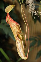 Image showing Nepenthes.