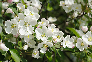 Image showing Branch of blossoming apple