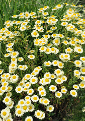 Image showing White Matricaria flowers on the meadow.